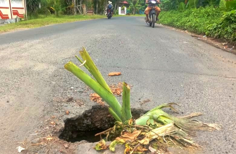 Ada Pisang Tumbuh di Jalan Berlubang, Cerminan Abaikan Pemerintah terhadap Infrastruktur di Halmahera Barat