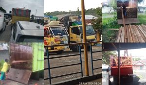 Kota Tidore Jadi Penampungan Kayu Ilegal Milik Ibu Indah Pangkalan Kayu Gilepes Jaya Cobodoe Diduga Dibekingi Polisi